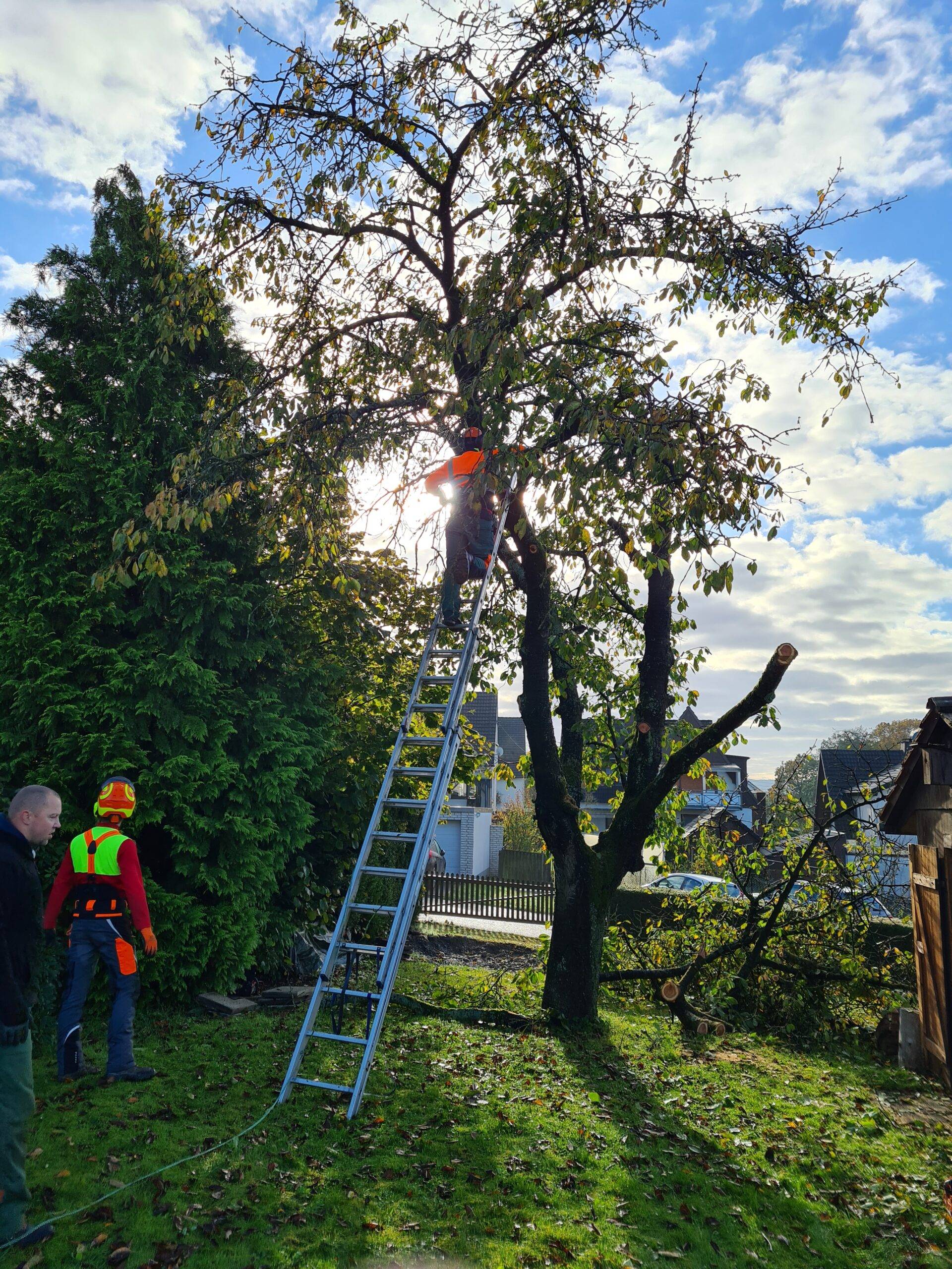 Kirschbaum Fällen